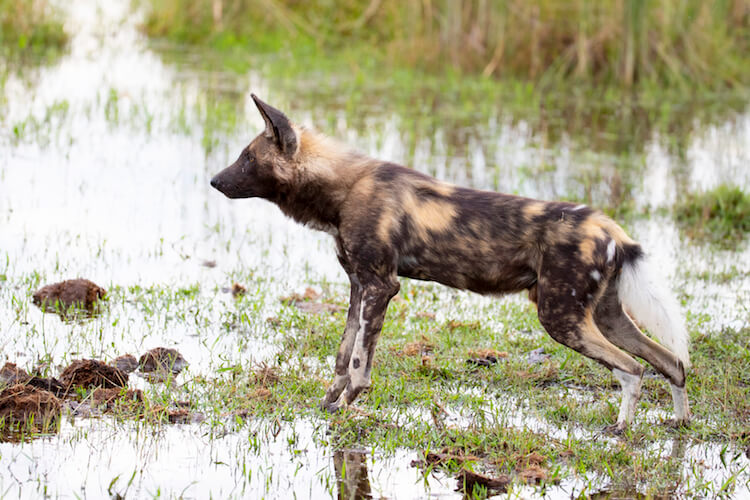 namibia botswana photo tour example 34